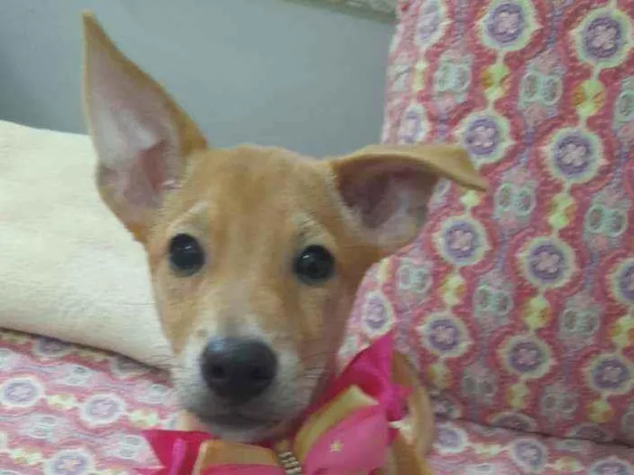 Cachorro ra a Srd idade 2 a 6 meses nome Juliete