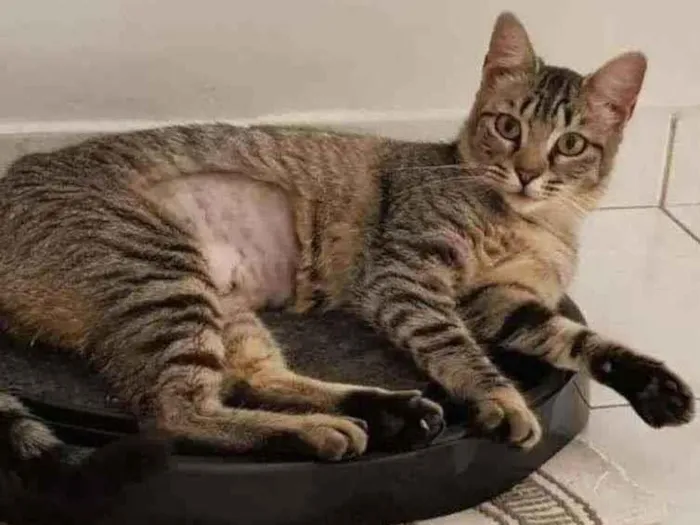 Gato ra a SRD idade 1 ano nome Zara