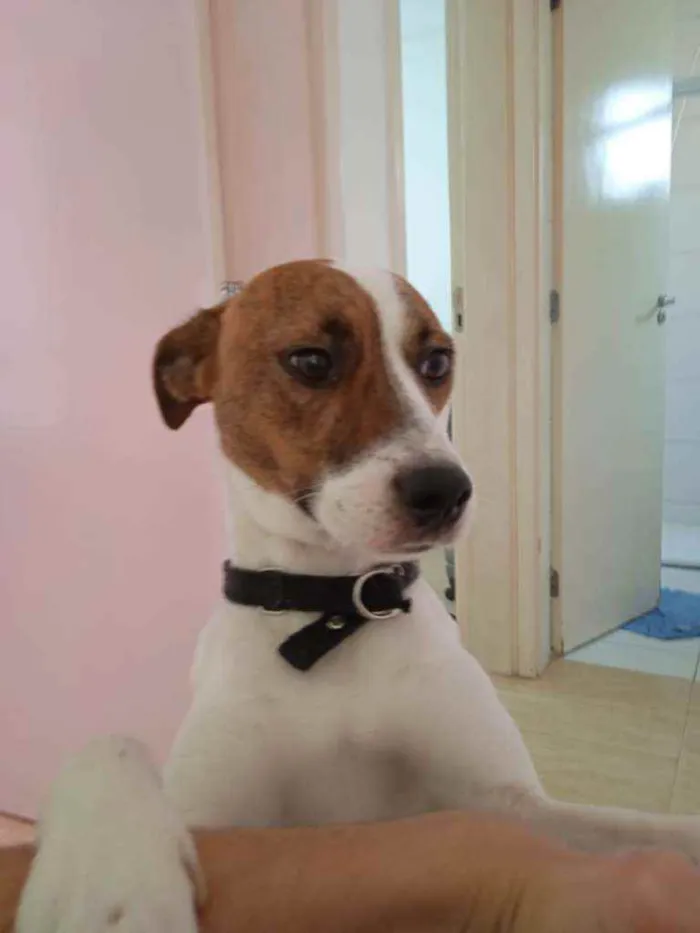 Cachorro ra a 50% pitbull 50% RND idade 1 ano nome Betthy