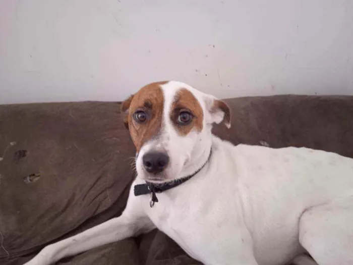 Cachorro ra a 50% pitbull 50% RND idade 1 ano nome Betthy
