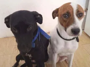 Cachorro raça 50% pitbull 50% RND idade 1 ano nome Betthy