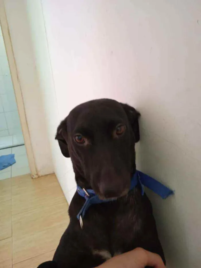 Cachorro ra a RND idade 1 ano nome Meggie