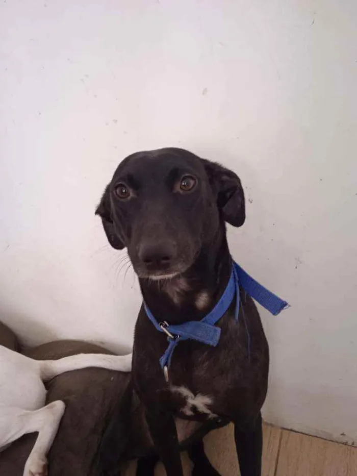 Cachorro ra a RND idade 1 ano nome Meggie