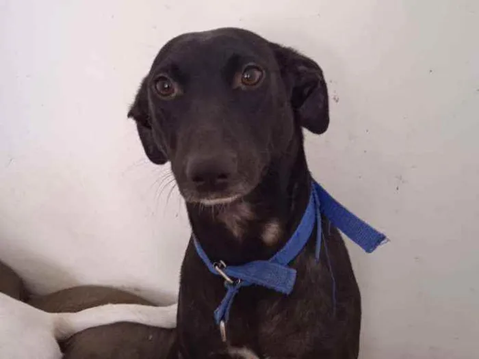 Cachorro ra a RND idade 1 ano nome Meggie