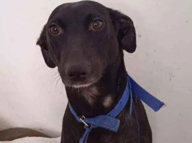 Cachorro ra a RND idade 1 ano nome Meggie