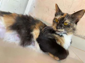 Gato raça Não definida idade 1 ano nome Lady 