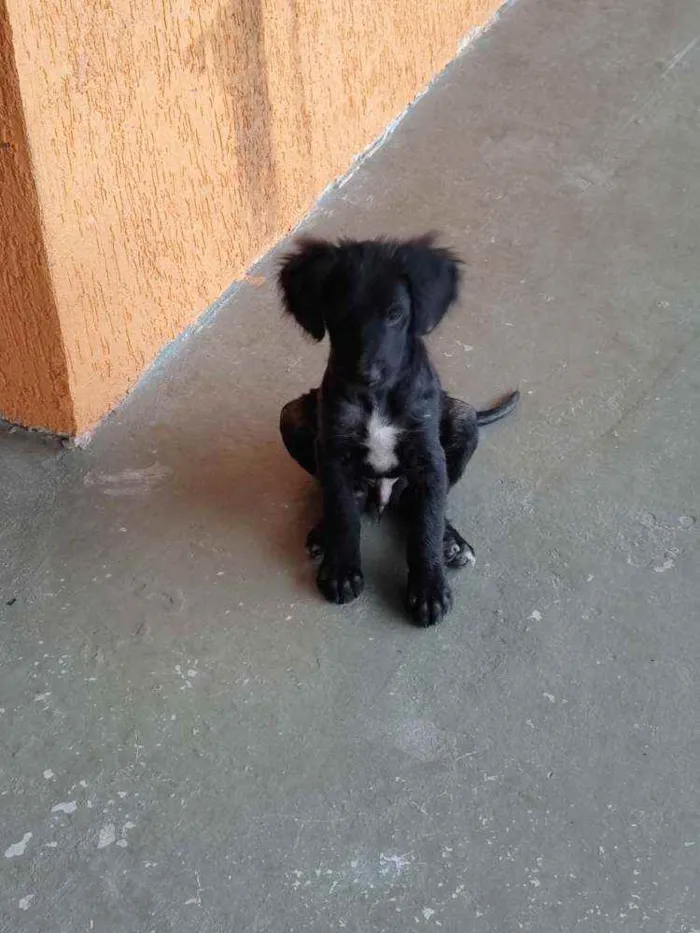 Cachorro ra a Vira lata idade 2 a 6 meses nome Toby