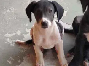 Cachorro raça Vira lata idade 2 a 6 meses nome Pipoca