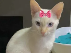 Gato raça Mestiça  idade 2 a 6 meses nome Nicole 