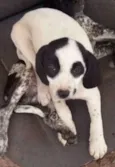 Apolo