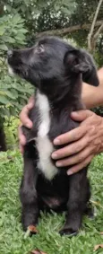 Cachorro raça SRD idade 2 a 6 meses nome Sem Nome
