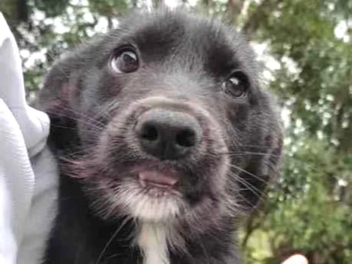 Cachorro raça SRD idade 2 a 6 meses nome Sem Nome