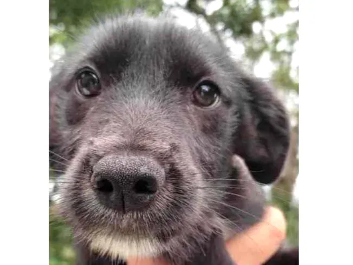 Cachorro raça SRD idade 2 a 6 meses nome Sem Nome
