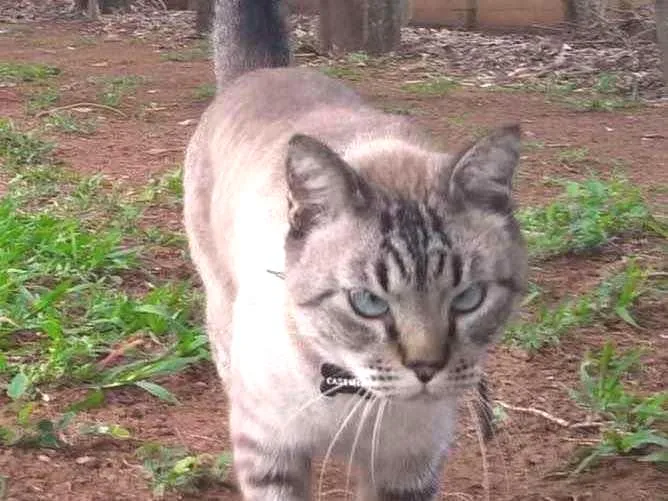 Gato ra a SRD idade 4 anos nome Casemiro