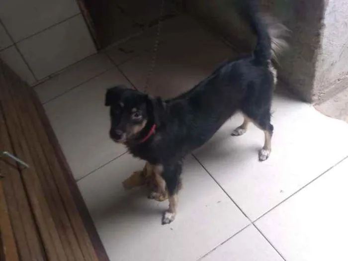 Cachorro ra a Vira-lata idade 1 ano nome Mel