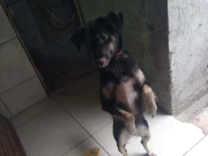 Cachorro ra a Vira-lata idade 1 ano nome Mel