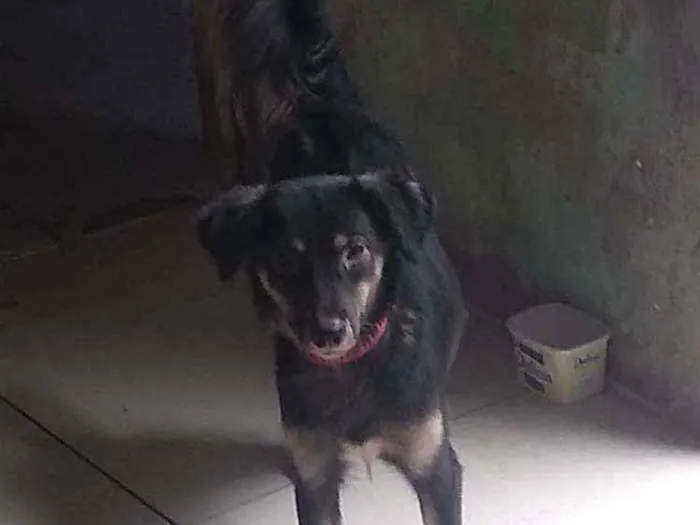 Cachorro ra a Vira-lata idade 1 ano nome Mel