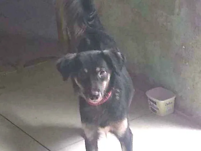 Cachorro ra a Vira-lata idade 1 ano nome Mel