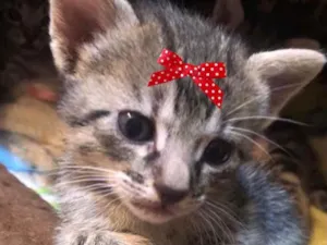 Gato raça Mestiça  idade 2 a 6 meses nome Lilly 