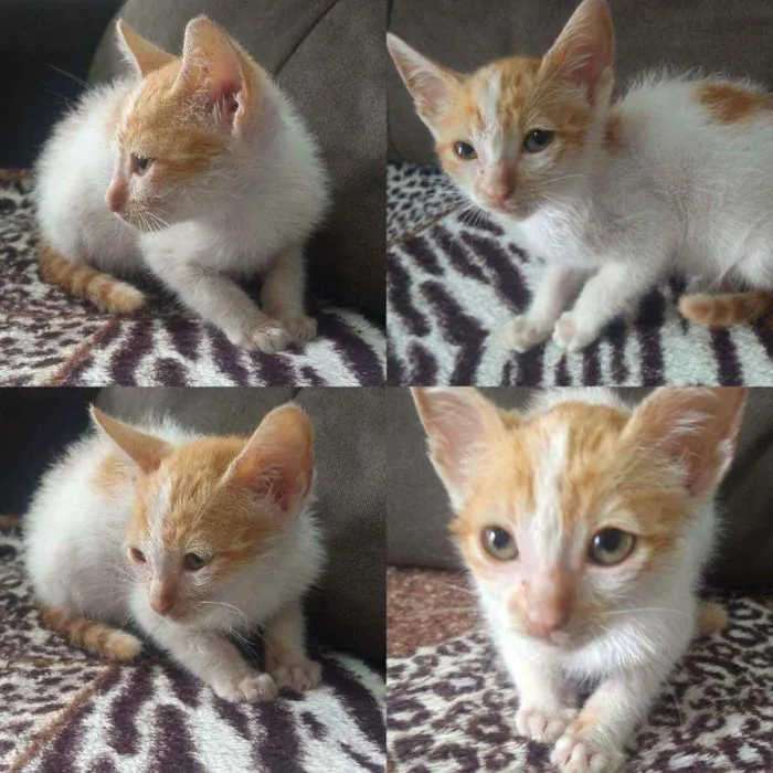 Gato ra a Vira-lata idade Abaixo de 2 meses nome Leia 