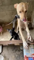 Dogs shows