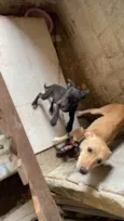 Dogs shows 