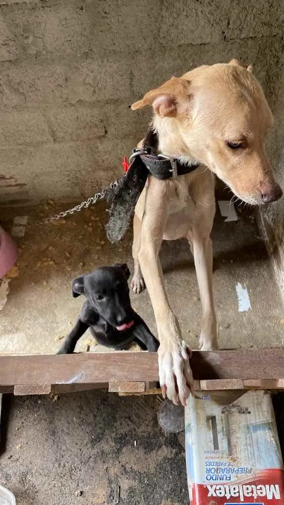 Cachorro ra a SRD idade 2 a 6 meses nome Dogs shows 