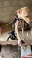 Dogs shows