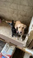 Dogs shows 