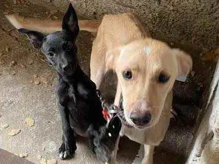 Cachorro ra a SRD idade 2 a 6 meses nome Dogs shows 