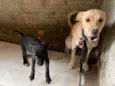 Dogs shows
