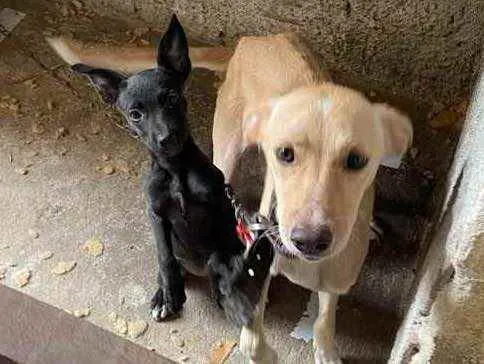 Cachorro ra a SRD idade 2 a 6 meses nome Dogs shows 