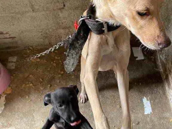 Cachorro ra a SRD idade 2 a 6 meses nome Dogs shows 