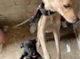 Dogs shows