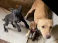 Dogs shows