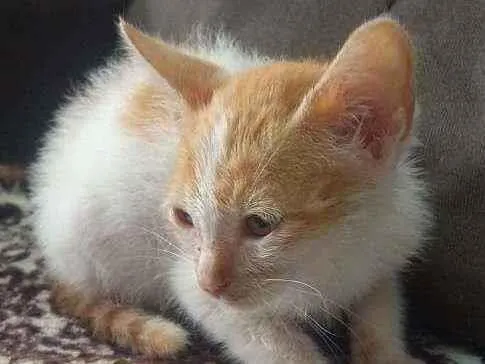 Gato ra a Vira-lata idade Abaixo de 2 meses nome Leia 