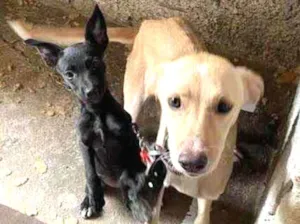 Cachorro raça SRD idade 2 a 6 meses nome Dogs shows 