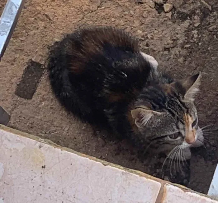 Gato ra a Gato comum  idade Abaixo de 2 meses nome Sem nome 