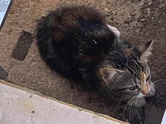 Gato ra a Gato comum  idade Abaixo de 2 meses nome Sem nome 