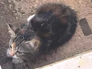 Gato raça Gato comum  idade Abaixo de 2 meses nome Sem nome 