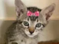 Amy