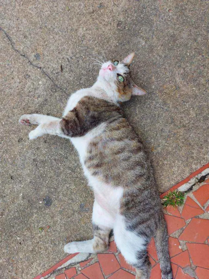 Gato raça SRD idade 4 anos nome Marisquinho