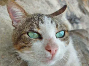 Gato raça SRD idade 4 anos nome Marisquinho