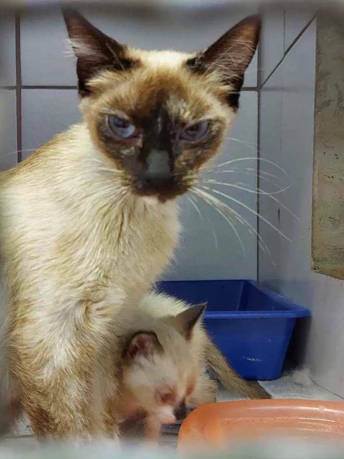 Gato raça SRD idade 7 a 11 meses nome Isis