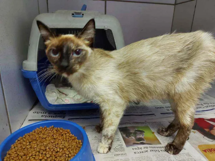 Gato raça SRD idade 7 a 11 meses nome Isis