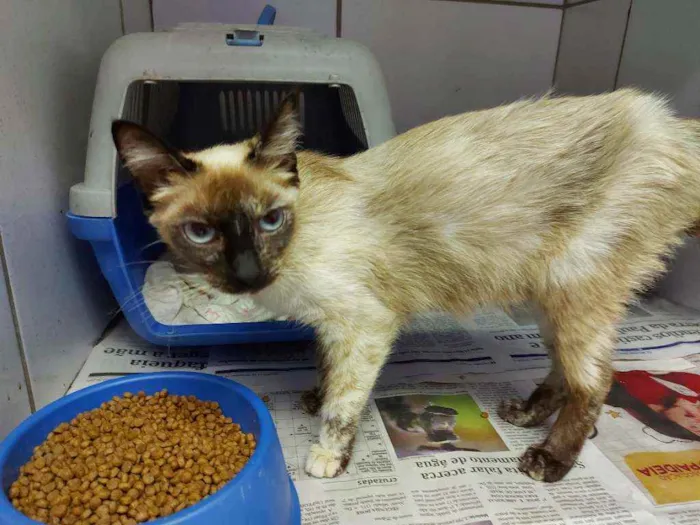 Gato raça SRD idade 7 a 11 meses nome Isis