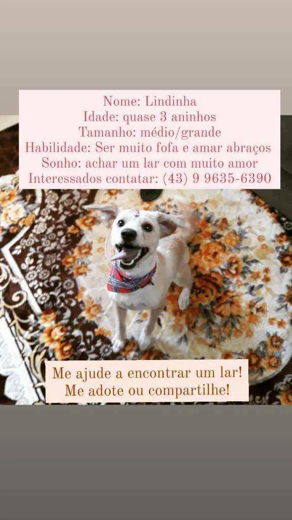 Cachorro ra a Sem raça idade 3 anos nome Lindinha