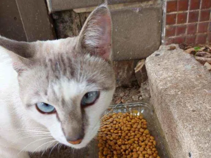 Gato raça Srd idade 1 ano nome Dengoso