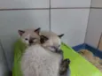 Gato raça Mestiços Sagrado da Birmânia   idade 2 a 6 meses nome Pituca e Pitucha