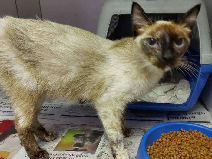 Gato raça SRD idade 7 a 11 meses nome Isis